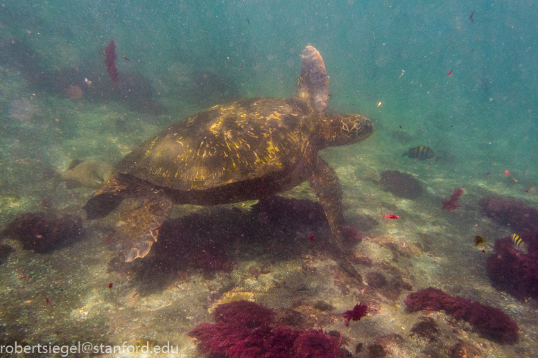 galapagos